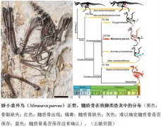 科学家新发现“澳门美高梅网址娇小意外鸟”化石